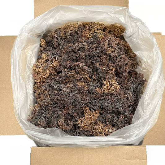 Wholesale Sea Moss Ocean Harvested Wildcrafted Full Spectrum Multi-colored Purple Organic Bulk Seamoss